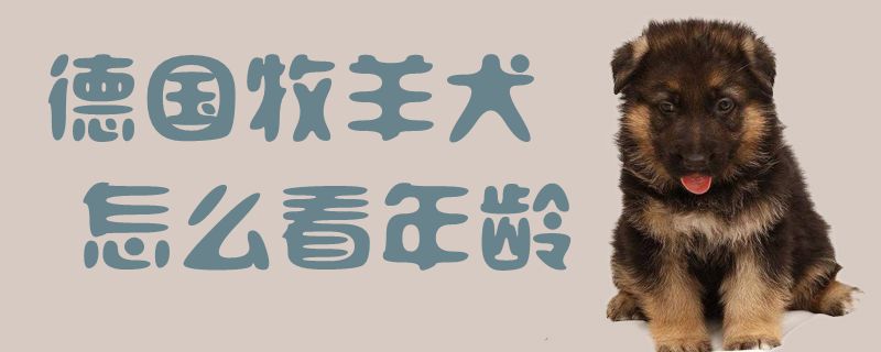德國牧羊犬怎么看年齡1