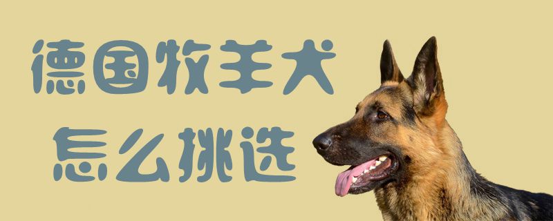德國(guó)牧羊犬怎么挑選1