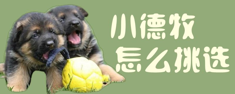 小德牧怎么挑選