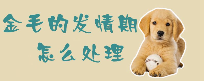 金毛的發(fā)情期怎么處理1