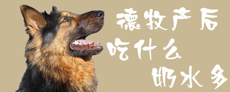 德牧產(chǎn)后吃什么奶水多1