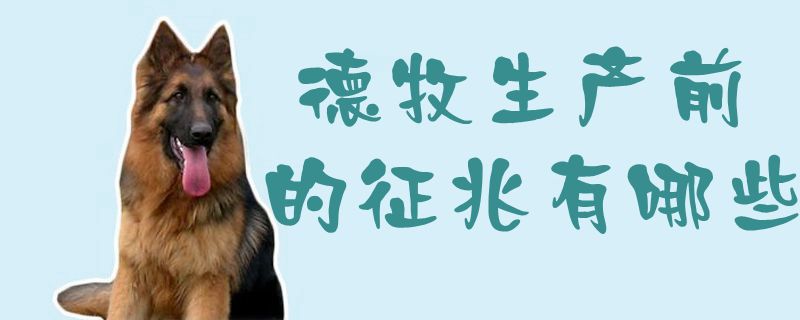 德牧生產(chǎn)前的征兆有哪些1