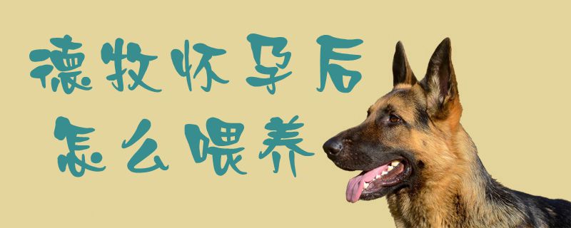 德牧懷孕后怎么喂養(yǎng)1