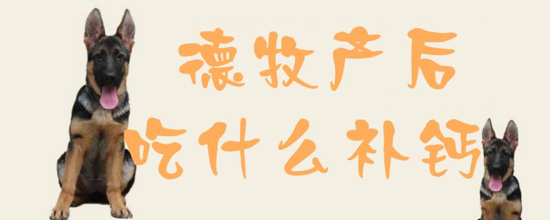 德牧產(chǎn)后吃什么補鈣1