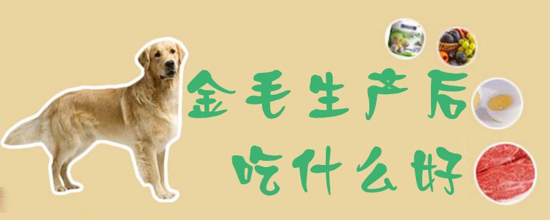 金毛生產(chǎn)后吃什么好1