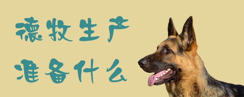 德牧生產(chǎn)準(zhǔn)備什么1