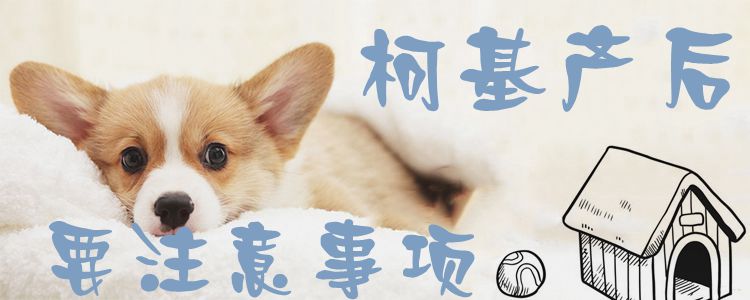 柯基產(chǎn)后要注意事項1