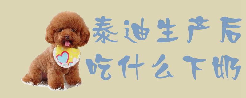泰迪生產(chǎn)后吃什么下奶1