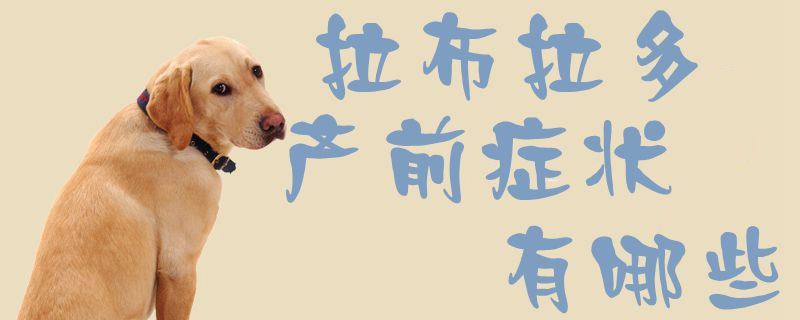 拉布拉多產(chǎn)前癥狀有哪些1