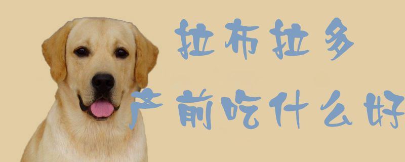 拉布拉多產(chǎn)前吃什么好1