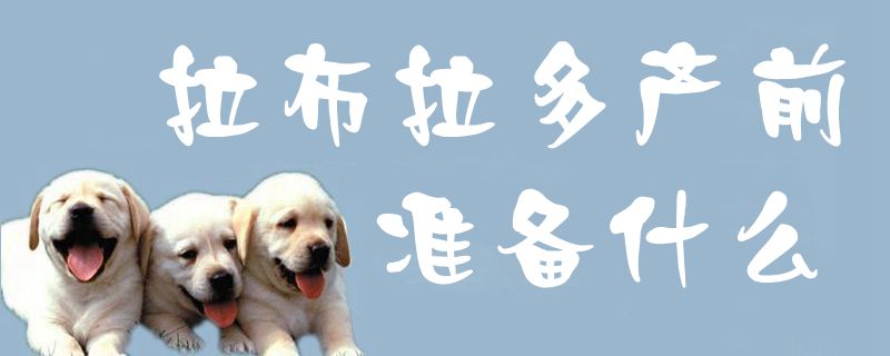 拉布拉多產(chǎn)前準(zhǔn)備什么1