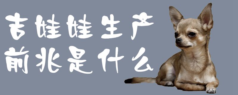 吉娃娃生產(chǎn)前兆是什么1