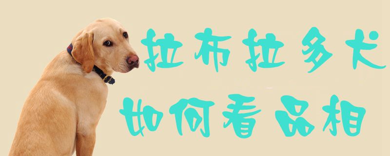 拉布拉多產(chǎn)后吃什么1