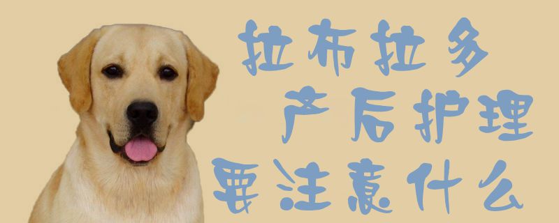 拉布拉多產(chǎn)后護理要注意什么1