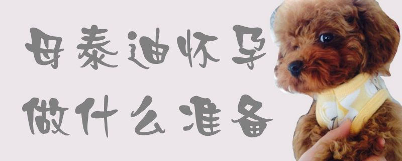 母泰迪懷孕做什么準(zhǔn)備1
