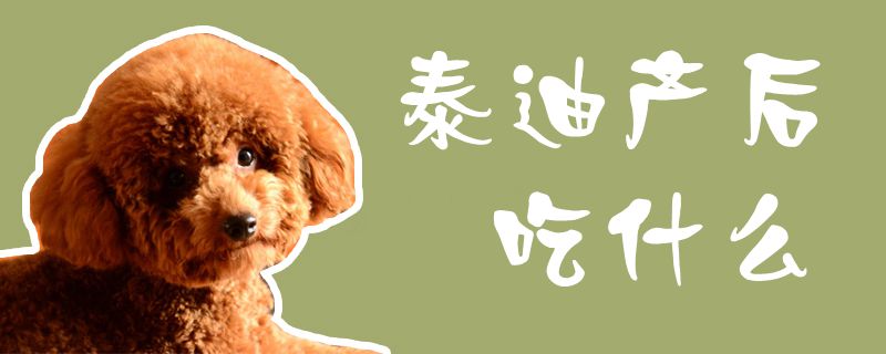 泰迪產(chǎn)后吃什么1