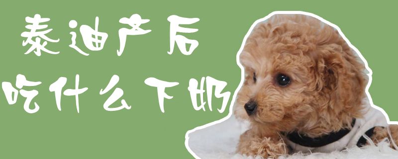 泰迪產(chǎn)后吃什么下奶1