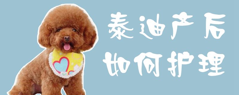泰迪產(chǎn)后如何護(hù)理1