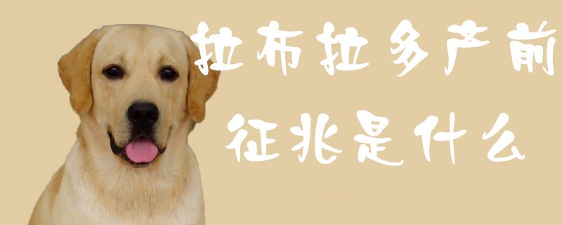 拉布拉多產(chǎn)前征兆是什么2