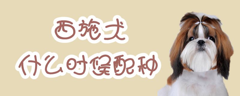 西施犬什么時(shí)候配種