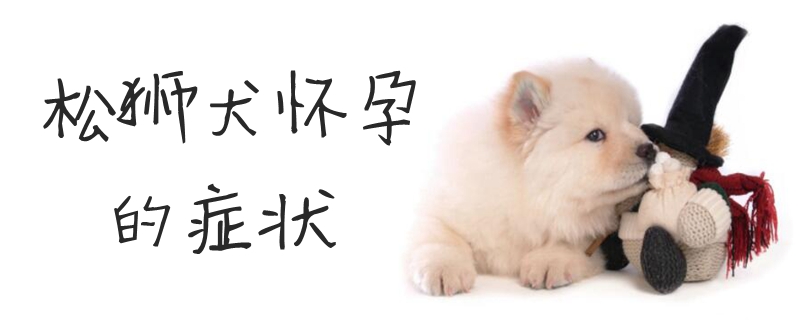 松獅犬懷孕的癥狀