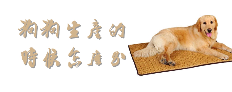 狗狗生產(chǎn)的時候怎么辦