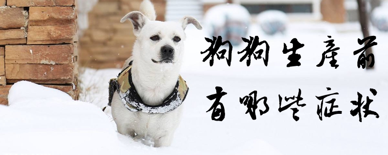 狗狗生產(chǎn)前有哪些癥狀
