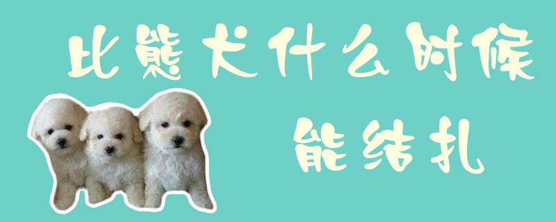 比熊犬什么時候能結(jié)扎1