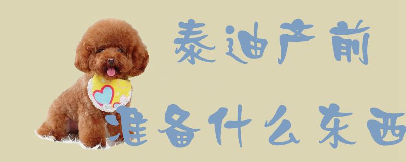 泰迪產(chǎn)前準(zhǔn)備什么東西1