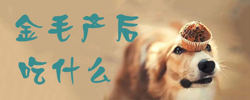 金毛產(chǎn)后吃什么1