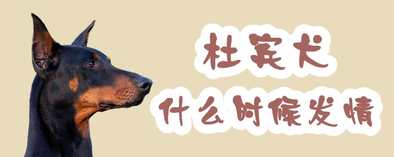 杜賓犬什么時候發(fā)情