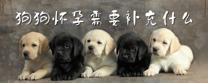 狗狗懷孕需要補(bǔ)充什么