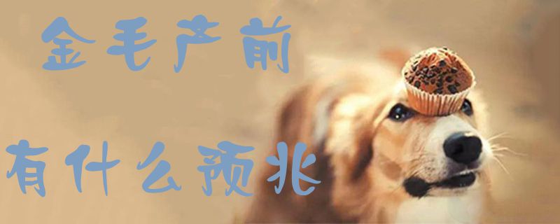 金毛產(chǎn)前有什么預兆1
