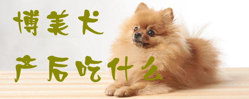 博美犬產(chǎn)后吃什么1