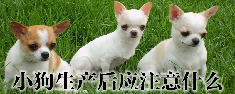 小狗生產(chǎn)后應(yīng)注意什么
