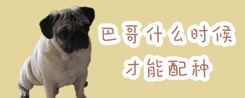 巴哥什么時(shí)候才能配種