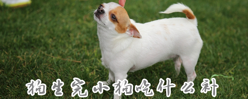 狗生完小狗吃什么補(bǔ)