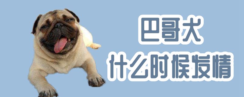 巴哥犬什么時候發(fā)情
