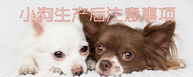 小狗生產(chǎn)后注意事項(xiàng)