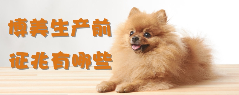 博美生產前征兆有哪些