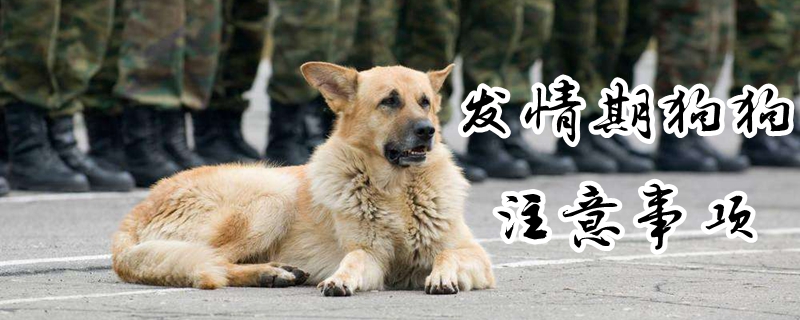 發(fā)情期狗狗注意事項