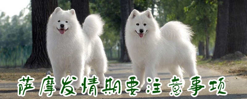 薩摩發(fā)情期要注意事項(xiàng)