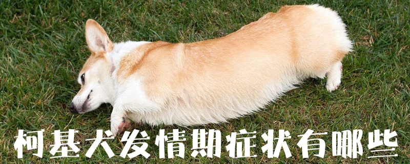 柯基犬發(fā)情期癥狀有哪些