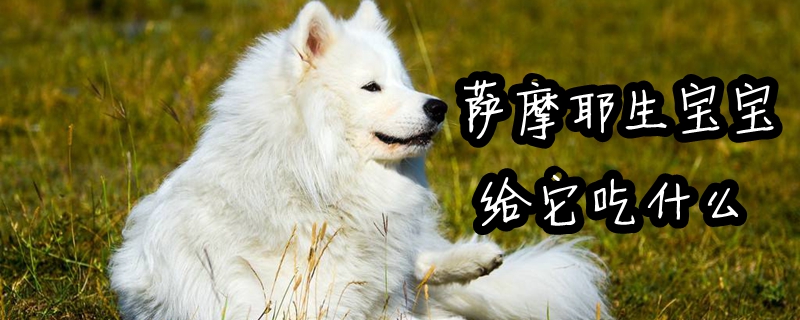 薩摩耶生寶寶給它吃什么