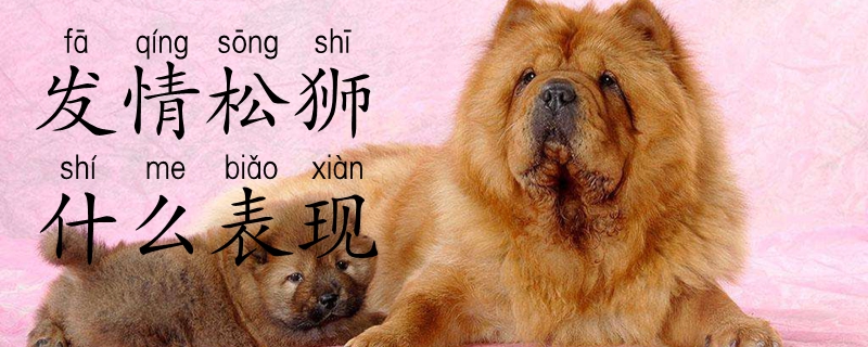 發(fā)情松獅什么表現(xiàn)