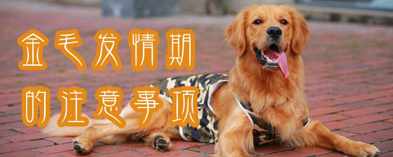 金毛發(fā)情期的注意事項