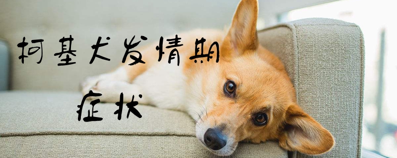 柯基犬發(fā)情期癥狀