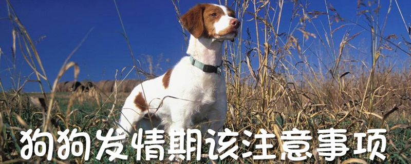 狗狗發(fā)情期該注意事項