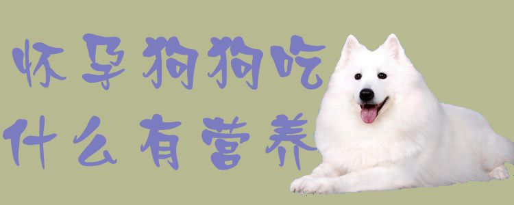 懷孕狗狗吃什么有營養(yǎng)1