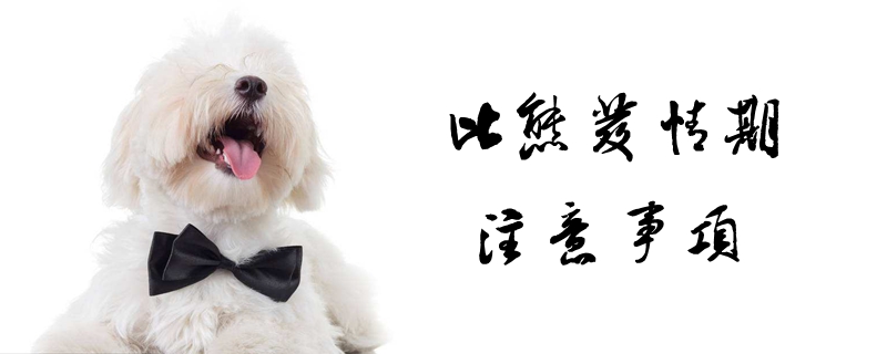 比熊發(fā)情期注意事項